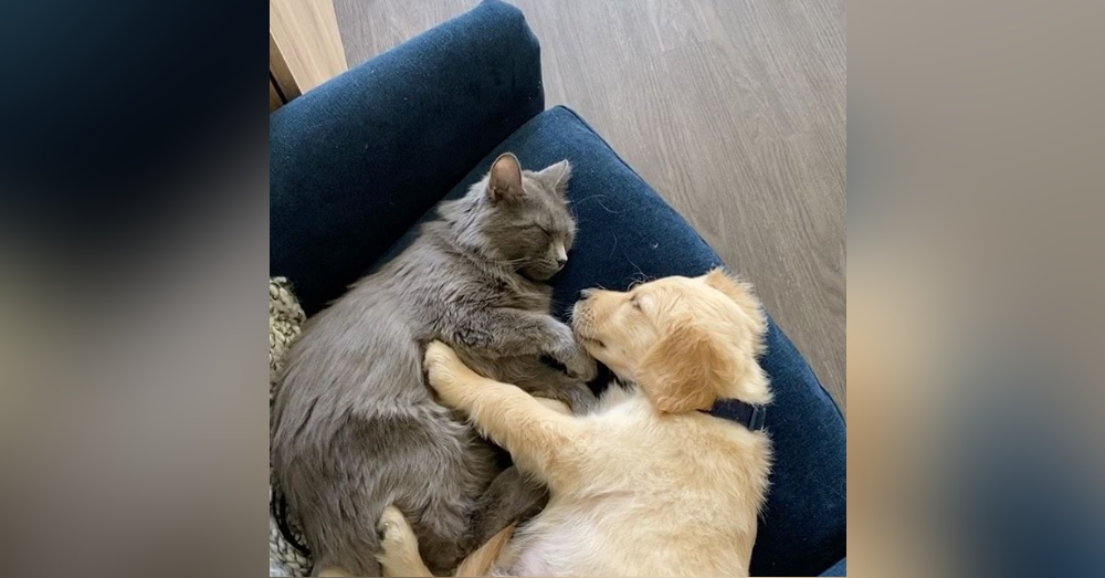 A Cat Was Obsessed With Dog Videos, So His Owners Decided Surprise Him With A Real Puppy Sibling