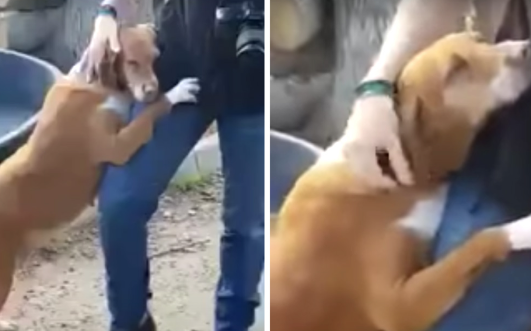 Rescue Dog Hugs News Reporter Until He Decides To Adopt Her