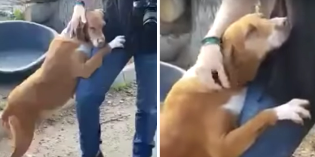 Rescue Dog Hugs News Reporter Until He Decides To Adopt Her