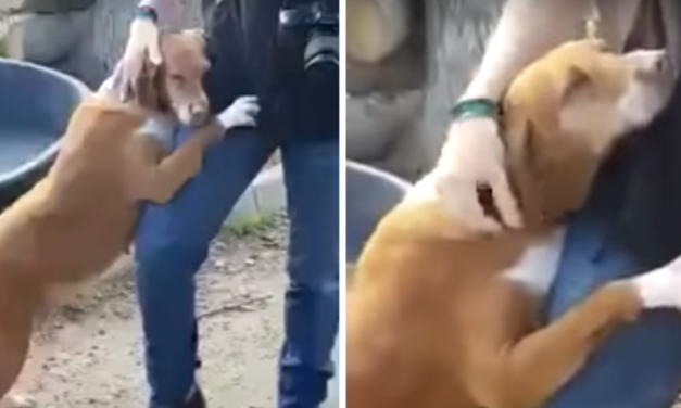 Rescue Dog Hugs News Reporter Until He Decides To Adopt Her