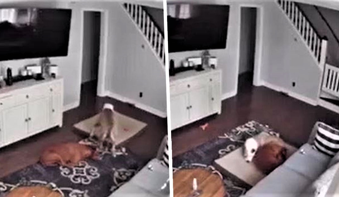 Dog Bringing His Bed To His Sick Brother Caught On Camera