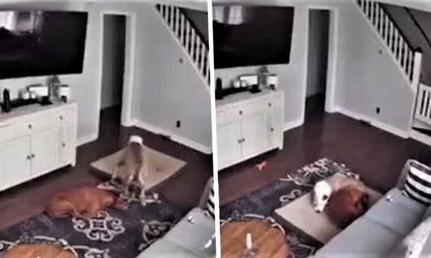Dog Bringing His Bed To His Sick Brother Caught On Camera