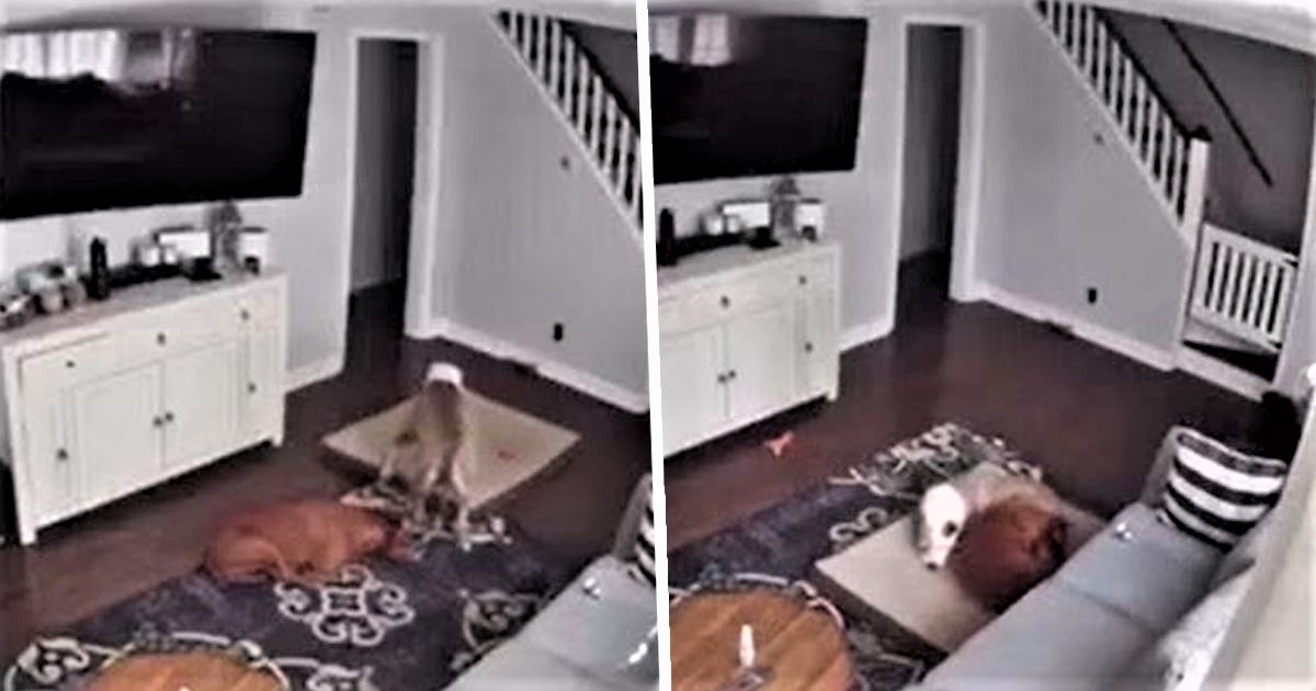 Dog Bringing His Bed To His Sick Brother Caught On Camera