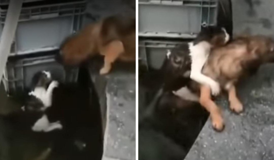 Dog Dives In Water To Rescue A Drowning Cat