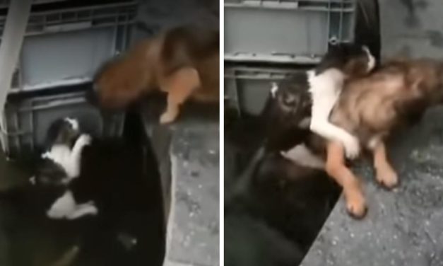 Dog Dives In Water To Rescue A Drowning Cat