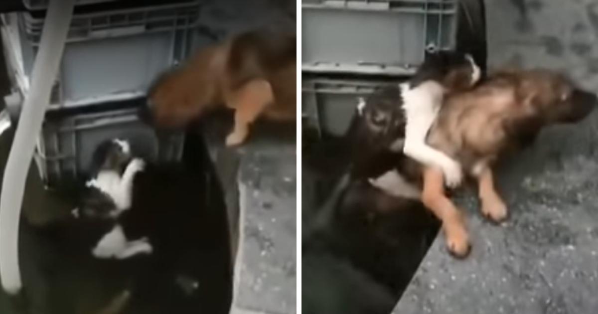 Dog Dives In Water To Rescue A Drowning Cat