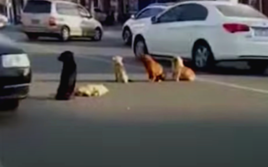 Dogs Block Traffic To Protect Their Friend’s Body Killed By Car