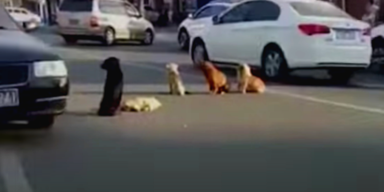 Dogs Block Traffic To Protect Their Friend’s Body Killed By Car