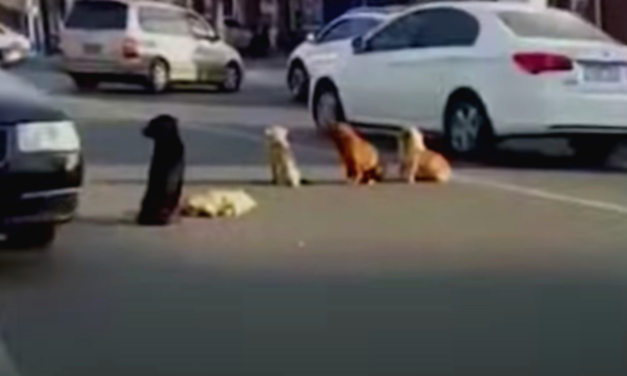 Dogs Block Traffic To Protect Their Friend’s Body Killed By Car