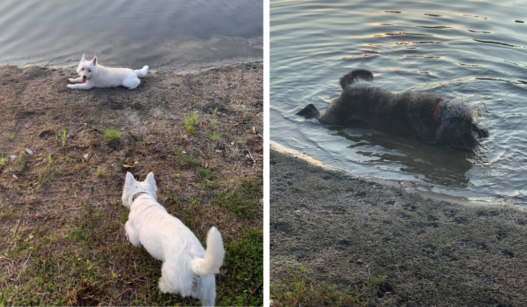 Three Dogs Die After Swimming In Toxic Pond