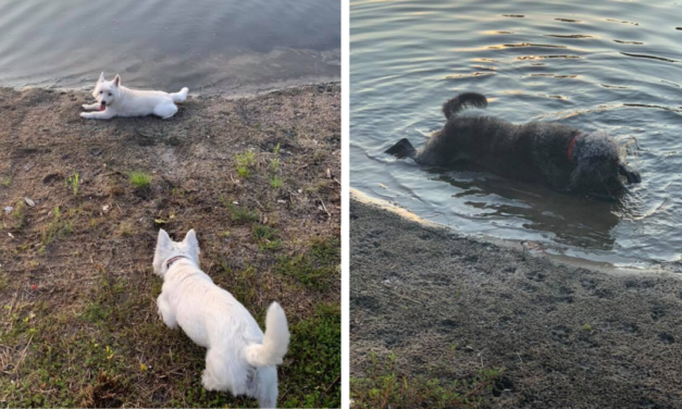 Three Dogs Die After Swimming In Toxic Pond