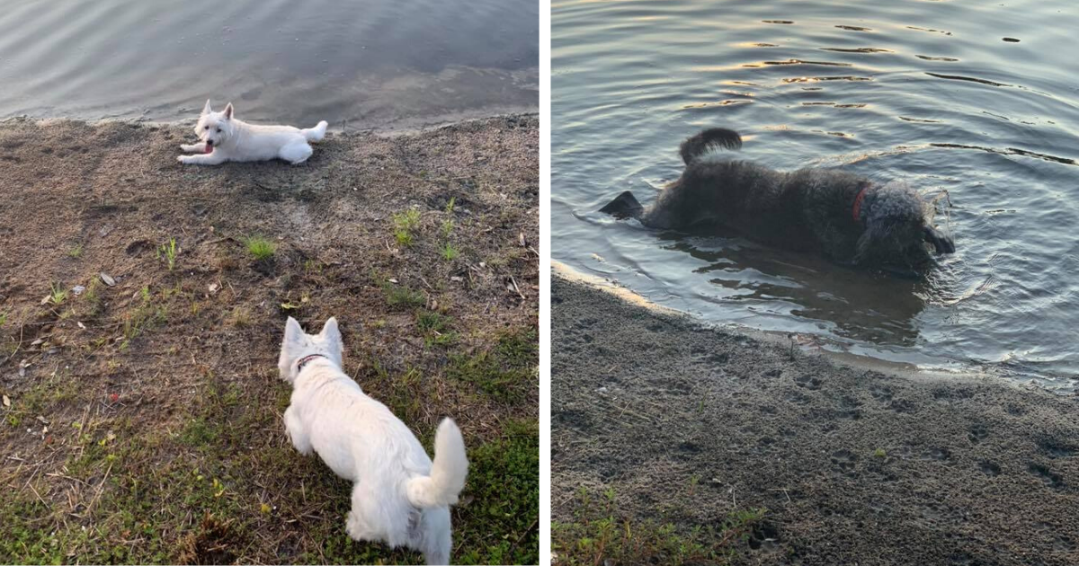 Three Dogs Die After Swimming In Toxic Pond