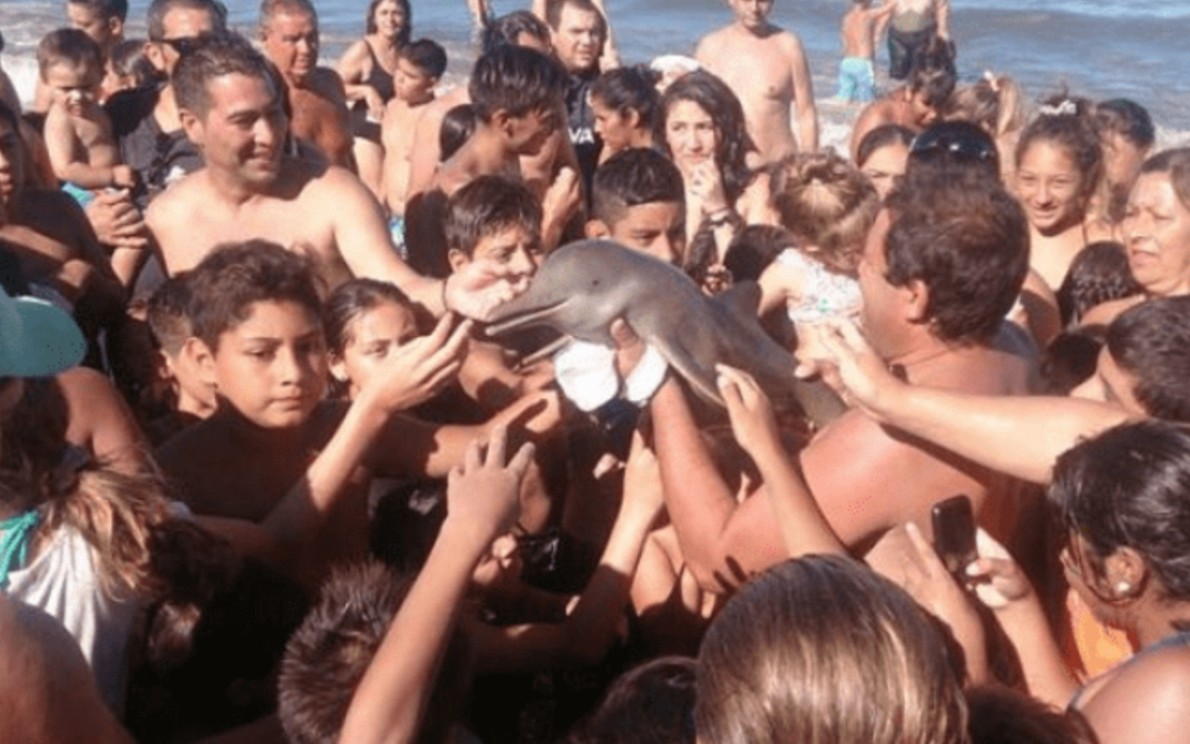 Baby Dolphin Dies After Heartless Tourists Pass It Around Just To Take Pictures With It