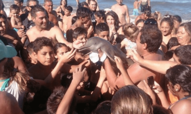 Baby Dolphin Dies After Heartless Tourists Pass It Around Just To Take Pictures With It