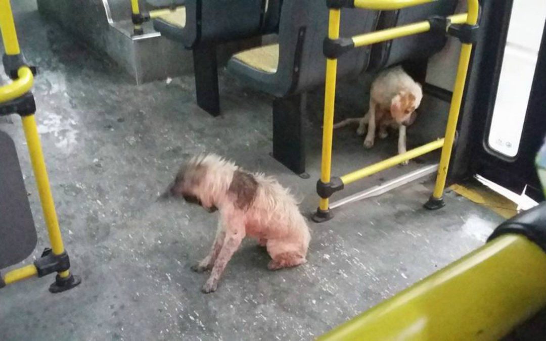 Bus Driver Breaks Rules To Save Stray Dogs From Storm