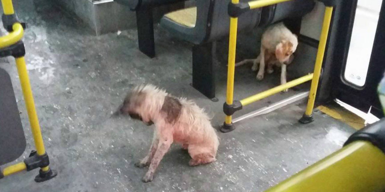 Bus Driver Breaks Rules To Save Stray Dogs From Storm