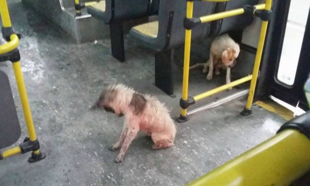 Bus Driver Breaks Rules To Save Stray Dogs From Storm