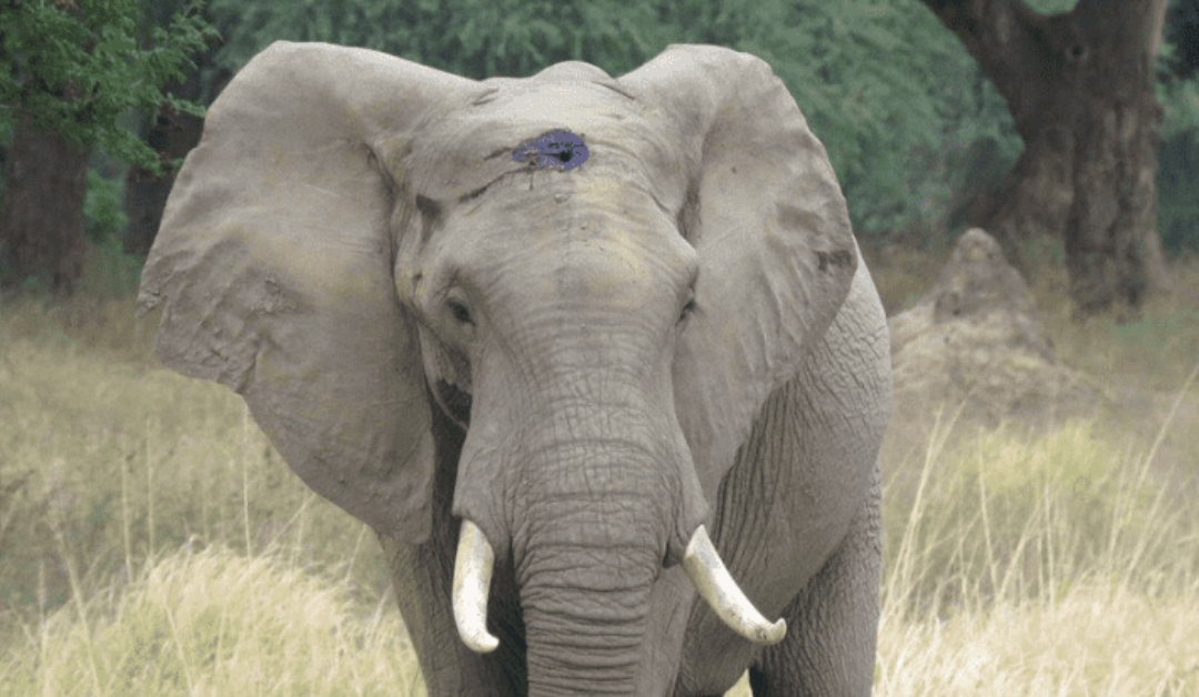 Gentle Elephant With A Gunshot Wound On His Forehead Walks Up To Humans For Help