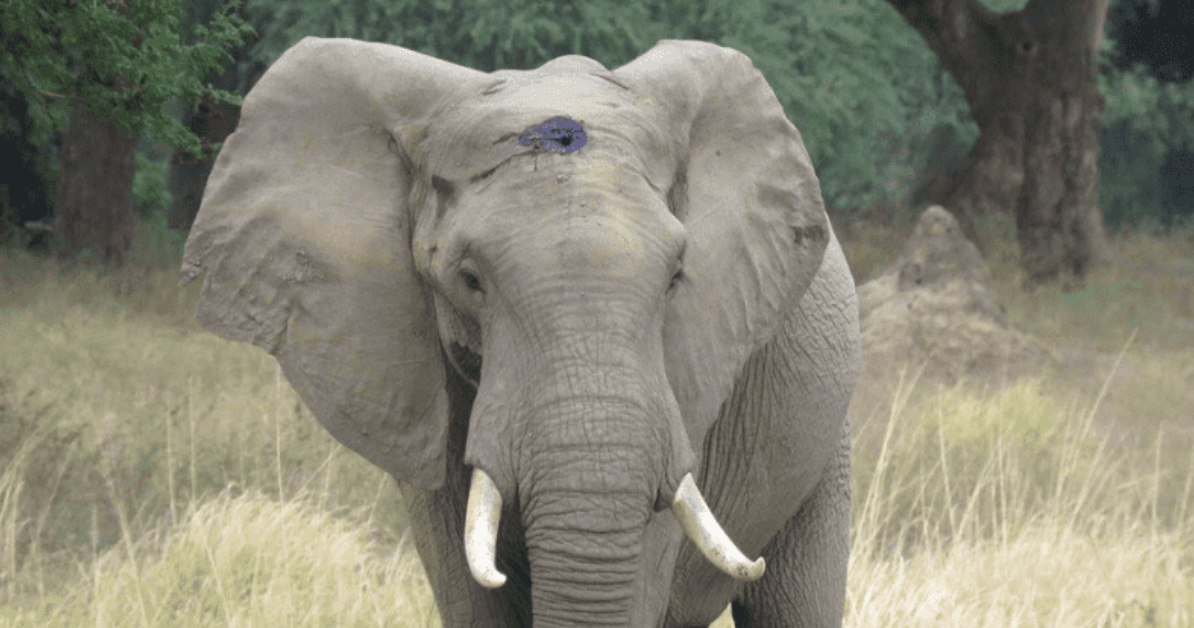 Gentle Elephant With A Gunshot Wound On His Forehead Walks Up To Humans For Help