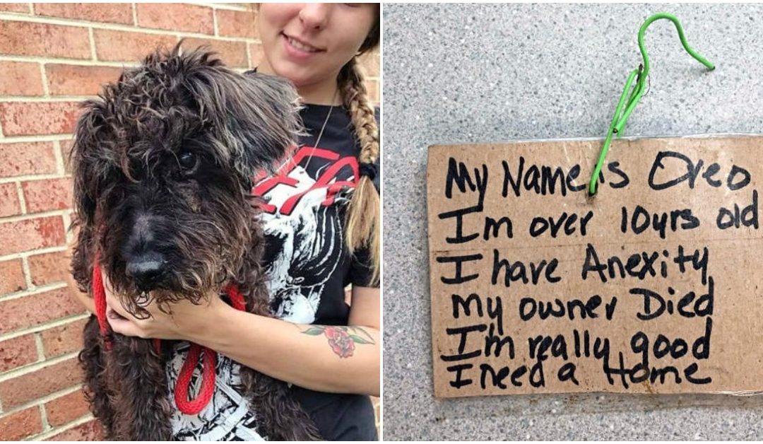 Officer Finds Old Blind Dog Tied To a Pole In Hot Sun With a Note