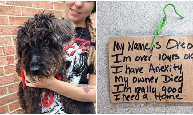 Officer Finds Old Blind Dog Tied To a Pole In Hot Sun With a Note