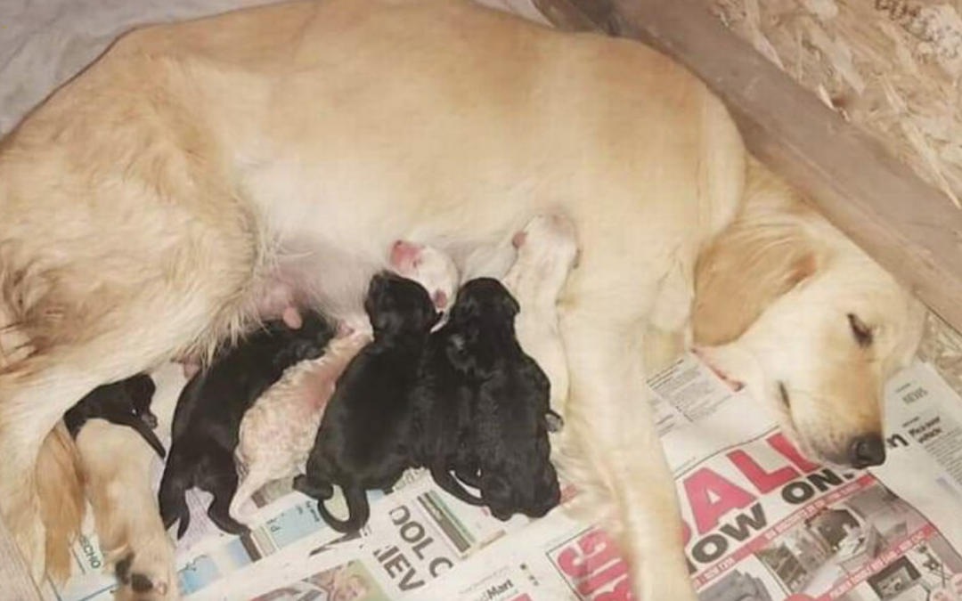 Sick puppies from ‘breeding farms’ sold at motorway service station