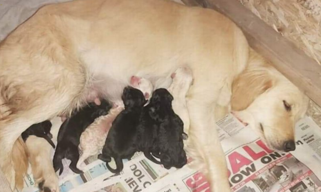 Sick puppies from ‘breeding farms’ sold at motorway service station