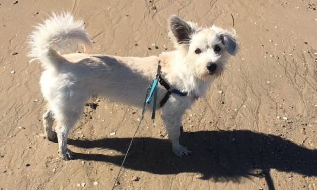 Adelaide Dog Owner Watched In Terror His Dog Dying, Passer Comes To Help And Saves Him With CPR