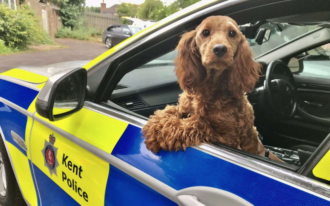 Investigations Launched Into Reported Puppy Sales At Maidstone Services On The M20