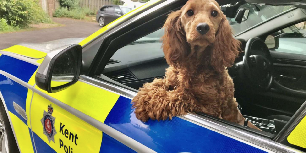 Investigations Launched Into Reported Puppy Sales At Maidstone Services On The M20