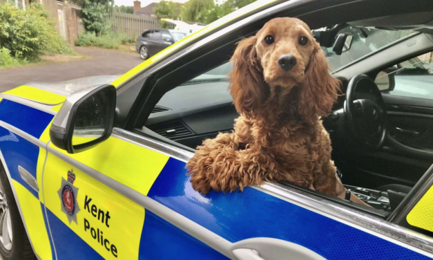 Investigations Launched Into Reported Puppy Sales At Maidstone Services On The M20