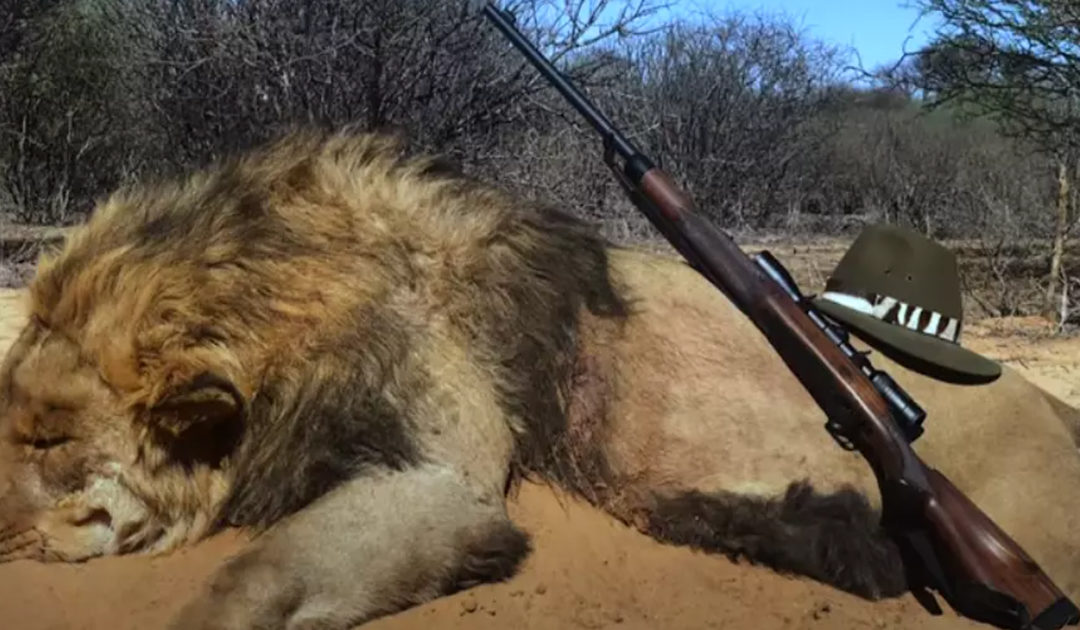 12,000 Lions Are Being Farmed In Captivity Only To Be Shot Dead In ‘Canned Hunts’