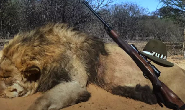 12,000 Lions Are Being Farmed In Captivity Only To Be Shot Dead In ‘Canned Hunts’