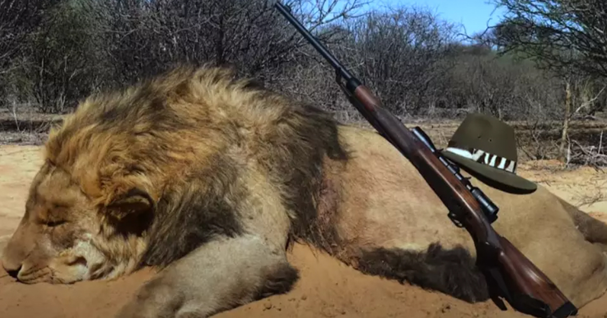 12,000 Lions Are Being Farmed In Captivity Only To Be Shot Dead In ‘Canned Hunts’