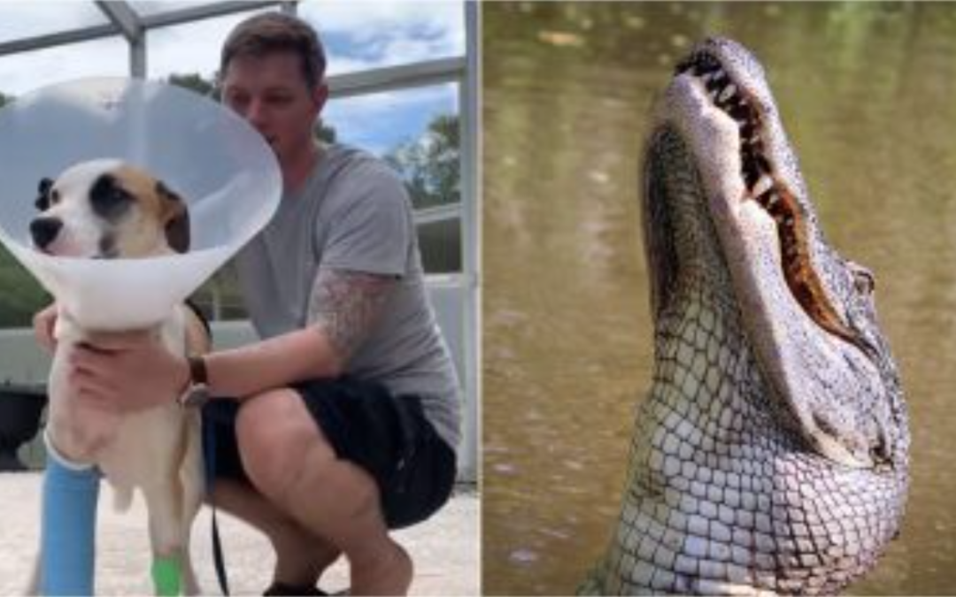 Man Fights Off 13-Ft Alligator After It Attacked His Dog & Dragged Him In Water