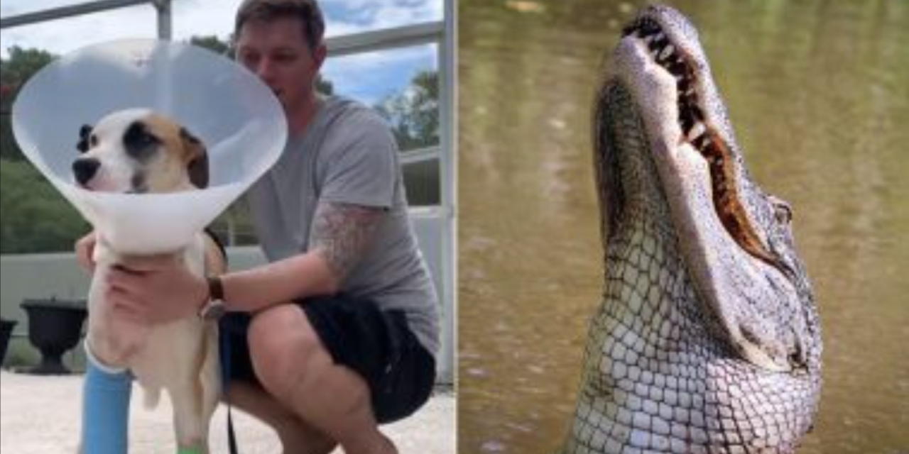 Man Fights Off 13-Ft Alligator After It Attacked His Dog & Dragged Him In Water