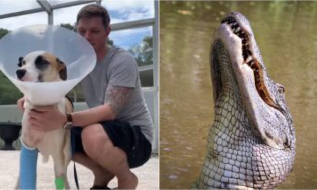 Man Fights Off 13-Ft Alligator After It Attacked His Dog & Dragged Him In Water