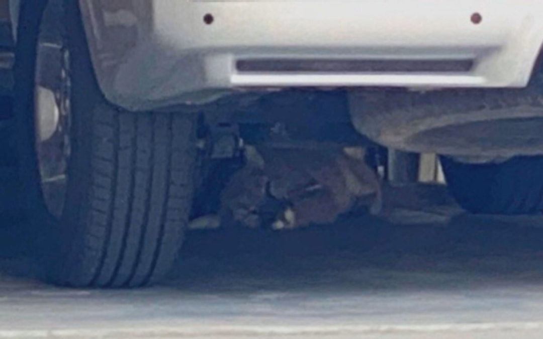 Mountain Lion Found Sleeping Under Car In Longmont Garage