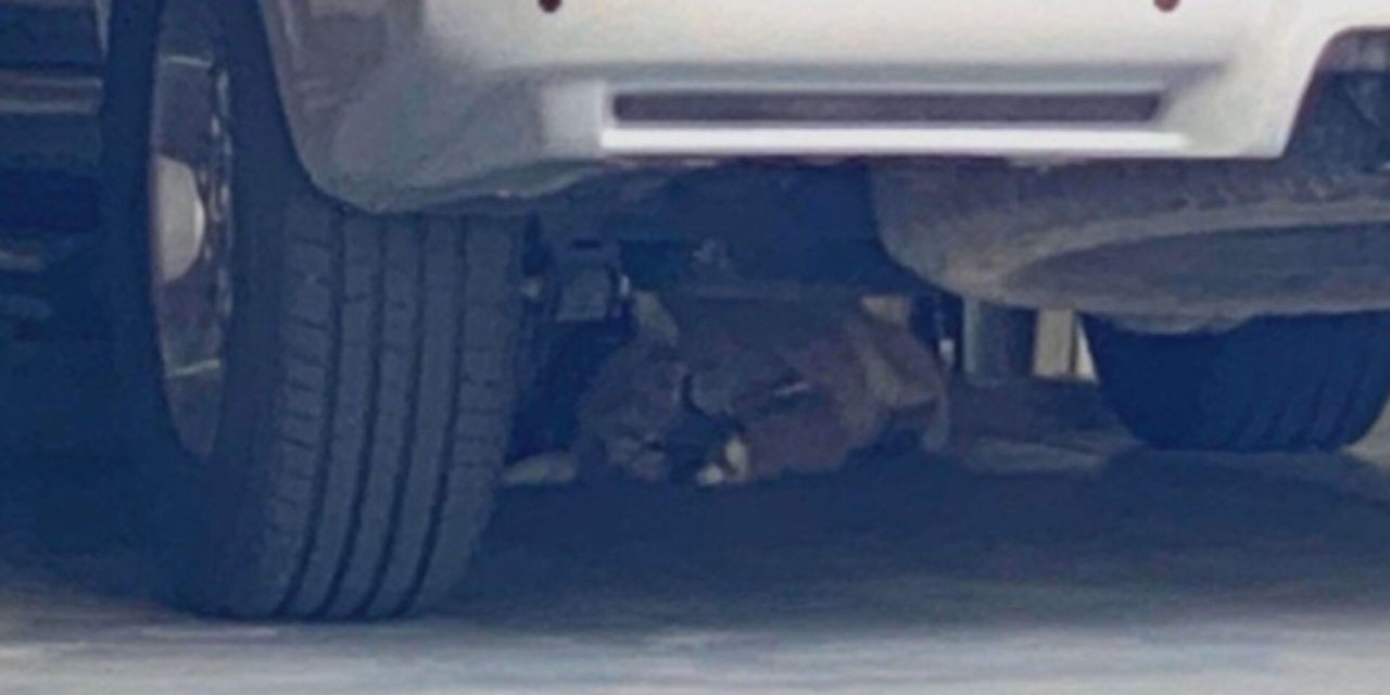 Mountain Lion Found Sleeping Under Car In Longmont Garage