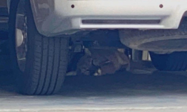 Mountain Lion Found Sleeping Under Car In Longmont Garage
