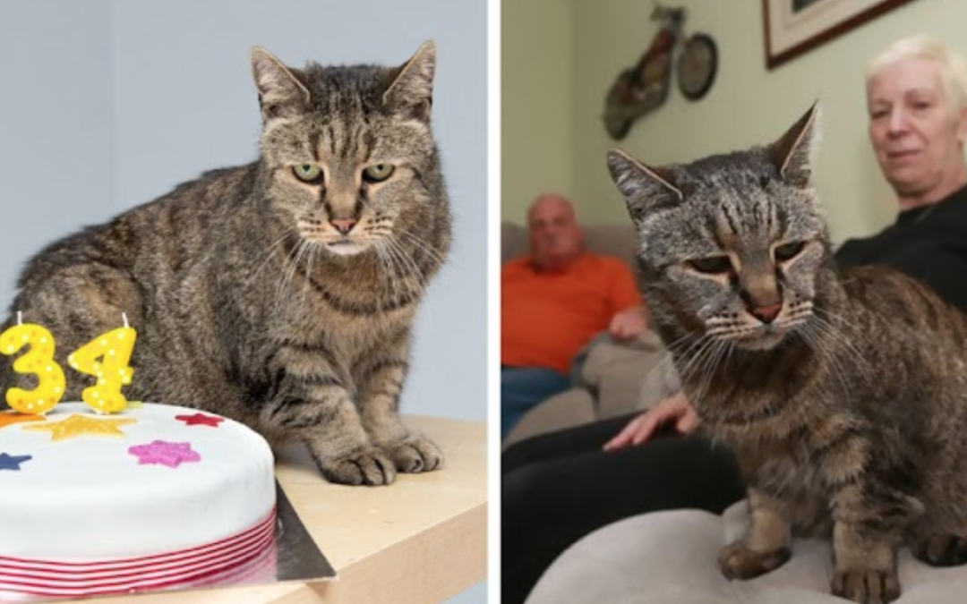 The Oldest Cat in The World Adopted in 1986 Celebrates Her 34nd Anniversary