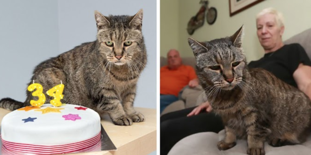 The Oldest Cat in The World Adopted in 1986 Celebrates Her 34nd Anniversary