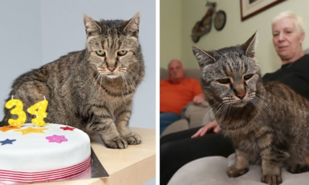 The Oldest Cat in The World Adopted in 1986 Celebrates Her 34nd Anniversary