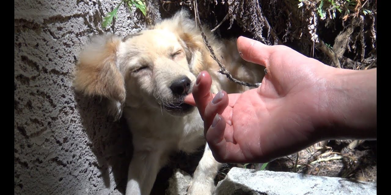 Tiny Puppy Ends Up On The Streets After Owner Discards Her ‘Gift’