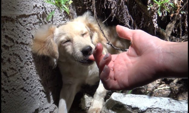 Tiny Puppy Ends Up On The Streets After Owner Discards Her ‘Gift’