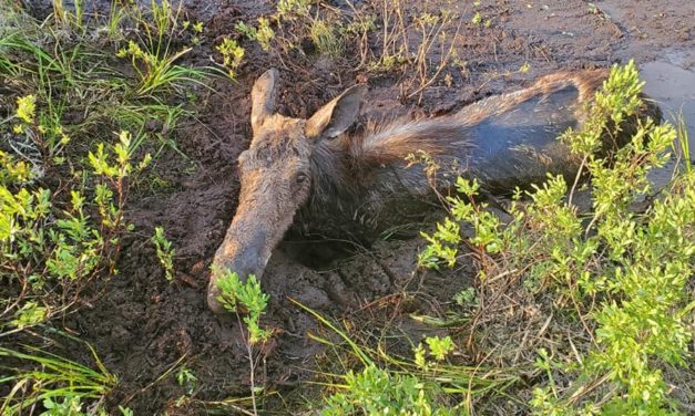 Father And Son Save Moose Trapped In Thick Mud