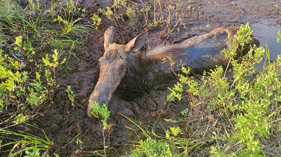 Father And Son Save Moose Trapped In Thick Mud
