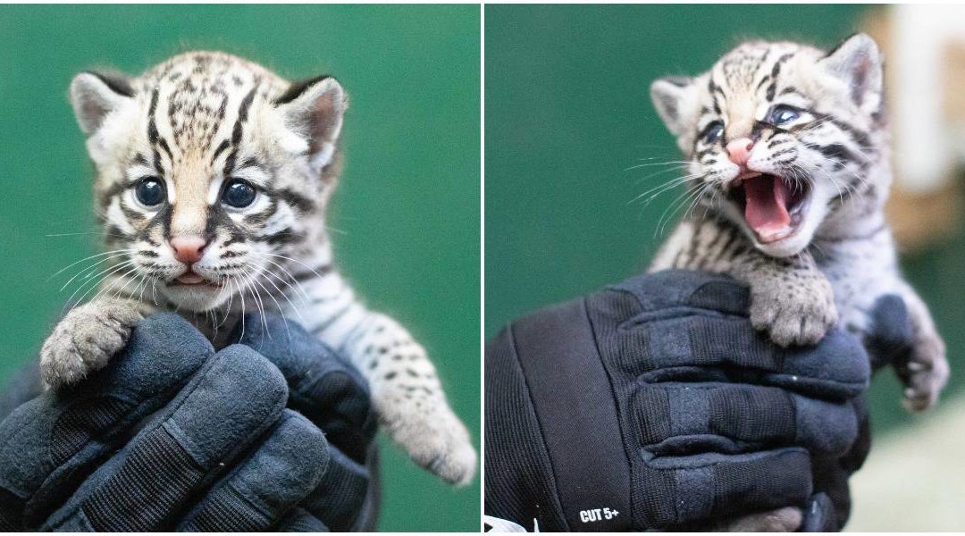 Rare Ocelot Kitten Was Recently Born At Audubon Zoo, Bringing Hope For The Endangered Species
