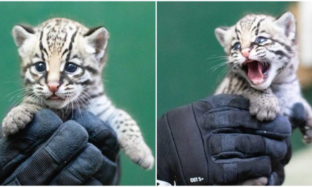 Rare Ocelot Kitten Was Recently Born At Audubon Zoo, Bringing Hope For The Endangered Species