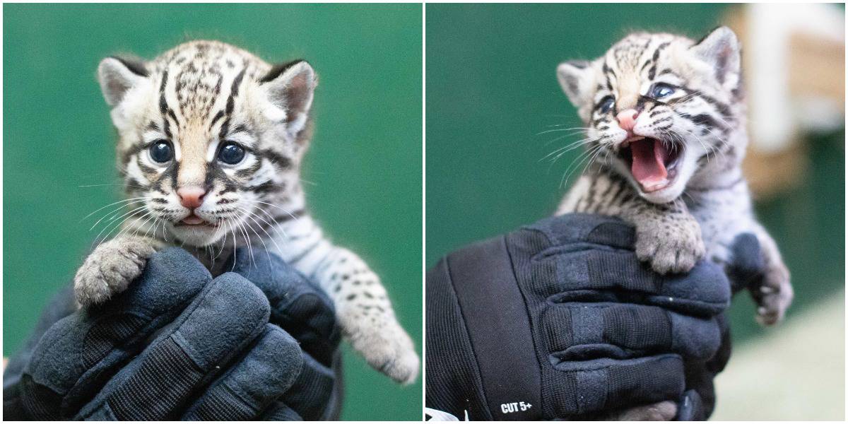 Rare Ocelot Kitten Was Recently Born At Audubon Zoo, Bringing Hope For The Endangered Species